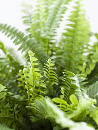 Image result for ledviník