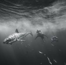 Black And White Shark Pictures Nature Ocean Greatwhite 3 White Sharks Swimming Together Great White Shark White Sharks Shark