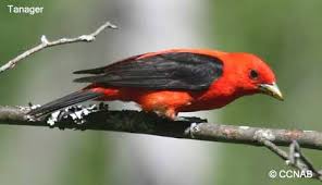 Birds Of Northern Illinois Identification Tanagers Thraupidae Cardinalidae Birds Of North America North American Birds Birds Animals I Like Birds