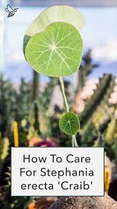 Caring For A Stephania Erecta Craib Plant Care Plant Care Houseplant Indoor Plant Care