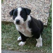Border Collie X Kelpie Puppies For Sale In Goondiwindi Queensland Kelpie Puppy Puppies Border Collie