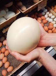 Did You Know That One Ostrich Egg Is Equivalent To About Two Dozen Chicken Eggs A Znaete Li Li Vy Chto Odno Strausinoe Emu Egg Whole Food Recipes Local Eggs