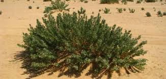 فوائد عشبة الحرمل موسوعة موضوع Herbs Plants Image