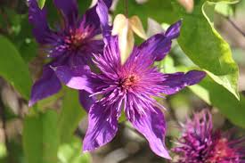 Image result for Clematis costata
