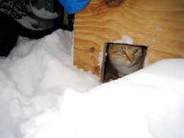 Our cat likes to go outside at night. How To Care For Feral Cats During The Winter