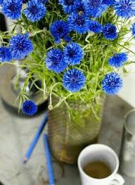 Pin By Jenny On Katie S Cornflower Cottage Colorful Garden Medicinal Plants Herbs