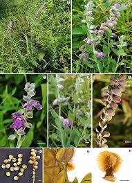 Image result for Tinnea aethiopica