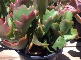 Succulent Plant Kalanchoe Longiflora Coccinea Native To Natal Forms Subshrubs With Scalloped Oval Leaves Succulents Planting Succulents Plants