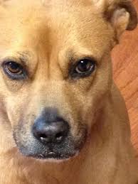 Here's why dogs' eyes glow in the dark. Black Spot In Dog S Iris Eye Bulging Organic Pet Digest