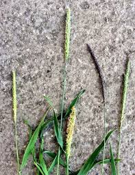 Check spelling or type a new query. Pics How To Identify Common Grass Weeds In Your Crops Agriland Ie