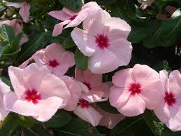 Image result for Catharanthus