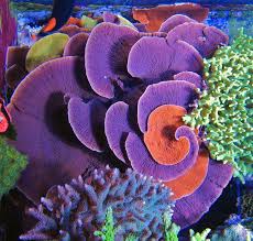 Idaho Grape Montipora Capricornis Ocean Creatures Sea Animals Ocean Animals