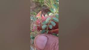 Image result for Indigofera colutea
