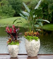 Bird Of Paradise In Pot White Bird Of Paradise Sedum Star And Mammey Crotons In Glazed Pottery Designed By Pamela Crawford Wh Container Gardening Backyard Pool Landscaping Plants