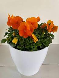 La rosa marvelle è un ibrido di tea a grandi fiori che si caratterizza per la presenza di fiori gialli striati di arancio rosso. Viola Apulia Plants