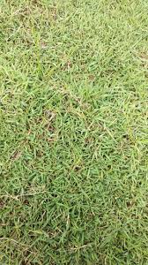 Sebab, permukaan kulitmu bisa terasa sakit seperti tertusuk jarum. Harga Rumput Embun Pagi Dan Rumput Lamuran Tahun 2021 Tahun 2022 Rumput Taman Malang