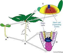 Check spelling or type a new query. Plant Meristems A Merry Go Round Of Signals Review Current Biology