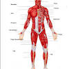 Discover the muscle anatomy of every muscle group in the human body. 1