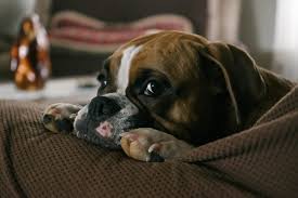 But sometimes your cat may have a tumor that you can't feel from the outside. Signs Symptoms Of A Dog Brain Tumor Canna Pet