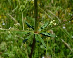 Image result for Galium chloroionanthum