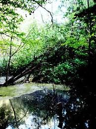 Poți să ții aleea gelu naum de la intrarea în parc până la observatorul ornitologic sau să mergi pe jos/cu bicicleta prin pădure. Parcul Natural Comana Wikipedia
