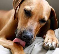 What To Do When Your Dog Won T Stop Licking His Paws