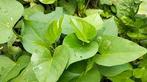 Ubi beracun ini mempunyai daun berbentuk hampir tiga segi yang tidak bercantum antara satu sama lain. Pucuk Ubi Keledek Dengan Cili Padi Tanamsendiri Com Facebook