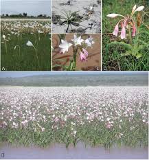 Image result for Crinum verdoorniae