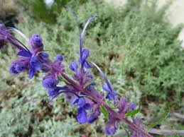 Image result for Cyanotis lanata