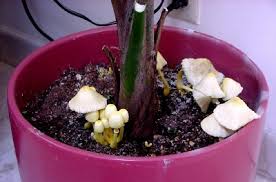 Molds and other types of fungi are not always harmful in garden soil, but if they grow too numerous they will begin to damage your plants. Leucocoprinus Birnbaumii Aka Lepiota Lutea The Yellow Houseplant Or House Plant Soil Mushroom Tom Volk S Fungus Of The Month For February 2002