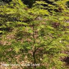 Bright orange spring colors, grows to 12 ft. Baldsmith Japanese Maple At Maples N More Nursery