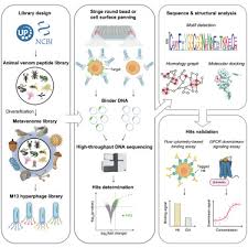 Molecular Display of the Animal Meta-Venome for Discovery of Novel  Therapeutic Peptides