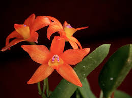 Image result for Polystachya spatella