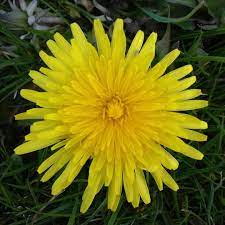 New The 10 Best Recipes With Pictures Dandelion Flower Syrup 3 Cups Water 2 Cups Dandelion Flower Petal Dandelion Flower Unfiltered Honey Food Pictures