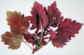 Program within @mayoclinicgradschool is currently accepting applications! Greenhouse Plants Ornamental Impatiens Necrotic Spot Pacific Northwest Pest Management Handbooks