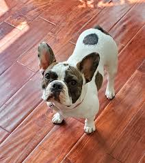 When you want a french bulldog, colorado has many reputable breeders to trust. French Bulldogs Mecham Family Kennels