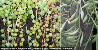 The greek word antimimos means imitating, and refers to the similarity some species have to the different genus argyroderma. Hanging Succulents Trailing Succulents For Hanging Basket Pictures