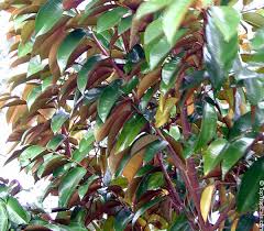 Image result for Chrysophyllum