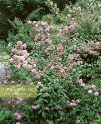 Image result for Deutzia x hybrida ′Mont Rose
