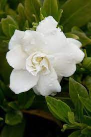 Gardenia Jas Radicans Up To 1 Ft Tall And 3 Ft Wide Partial To Full Sun Zone 8 11 Florida Flowers Flowering Bushes Full Sun Gardenia Plant