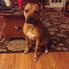 Razor edge pitbulls are essentially a mixed breed dog, and not 100% purebred pitbulls, as they are often mixed with mastiffs or english bulldogs. 3