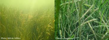 Image result for Zostera capensis