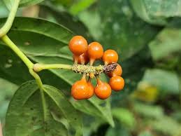 Image result for Piper guineense