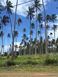 Image result for Cocos nucifera
