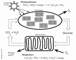 Photosynthesis Worksheet Answer Key New Synthesis And Respiration Model In 2020 Photosynthesis Photosynthesis And Cellular Respiration Biology Worksheet