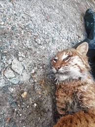 I just grabbed him and he whipped bobcat was going for that probably. Valley News 80 Year Old Woman Fights Off Rabid Bobcat