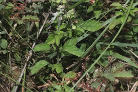 Image result for Ocimum filamentosum