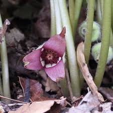 Image result for Pycnostachys schliebenii