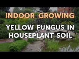 Replacing contaminated soil with sterile soil will immediately get rid of the. Yellow Fungus In Houseplant Soil Youtube