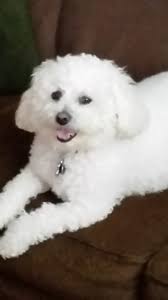 What is a Lowchen dog breed?